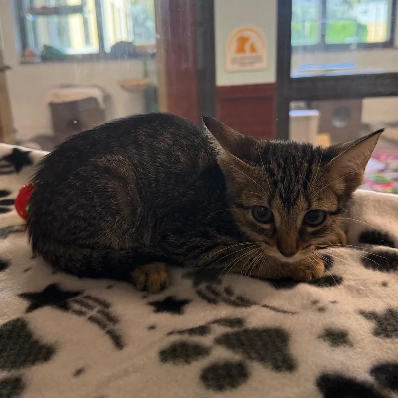 A baby small-sized female Brown / Chocolate Domestic Short Hair cat named Cookie for adoption in West Palm Beach, FL