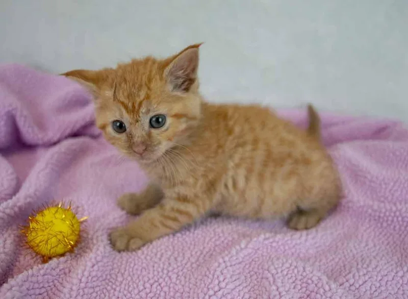 Lauderdale thumbnail 2