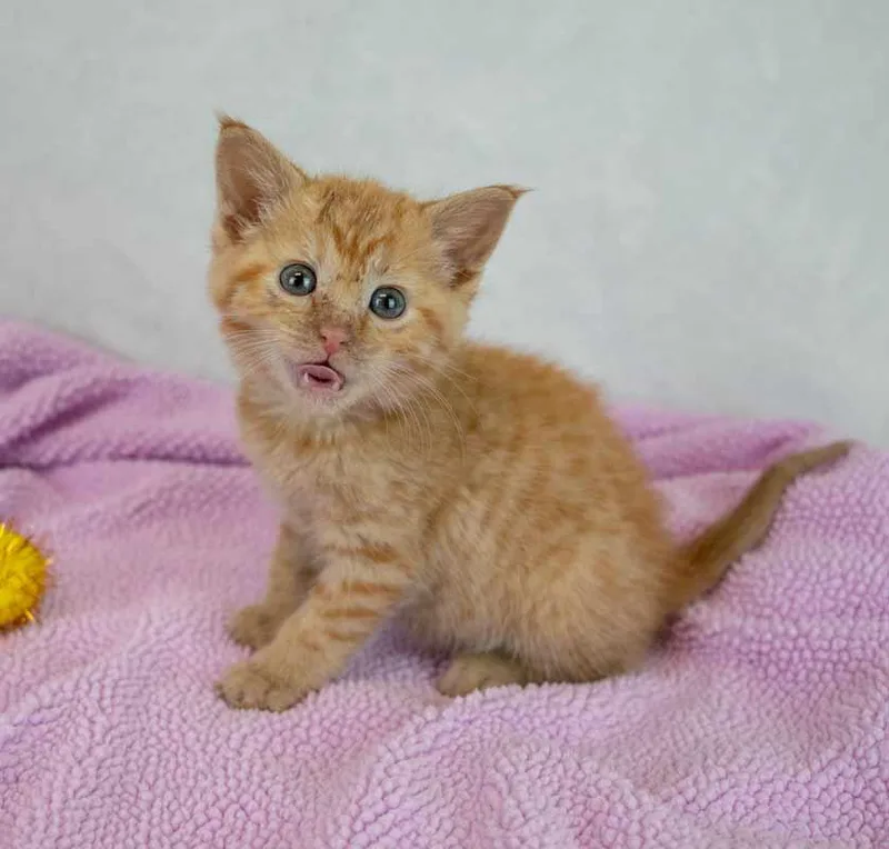 Lauderdale thumbnail 3