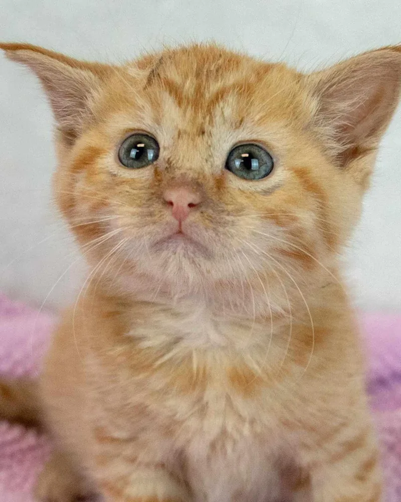 A baby medium-sized female Domestic Short Hair cat named Lauderdale for adoption in Kennesaw, GA