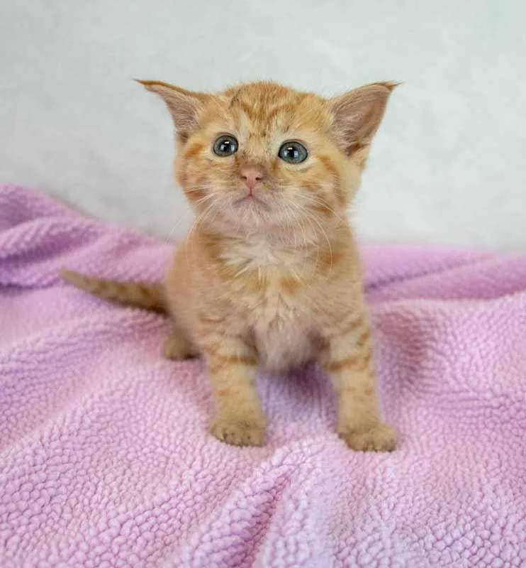 Lauderdale thumbnail 5