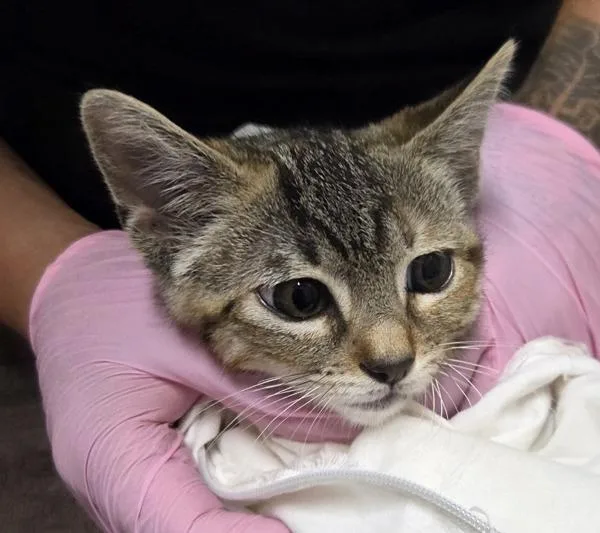 A baby small-sized female Domestic Short Hair cat named Trixie for adoption in El Cajon, CA