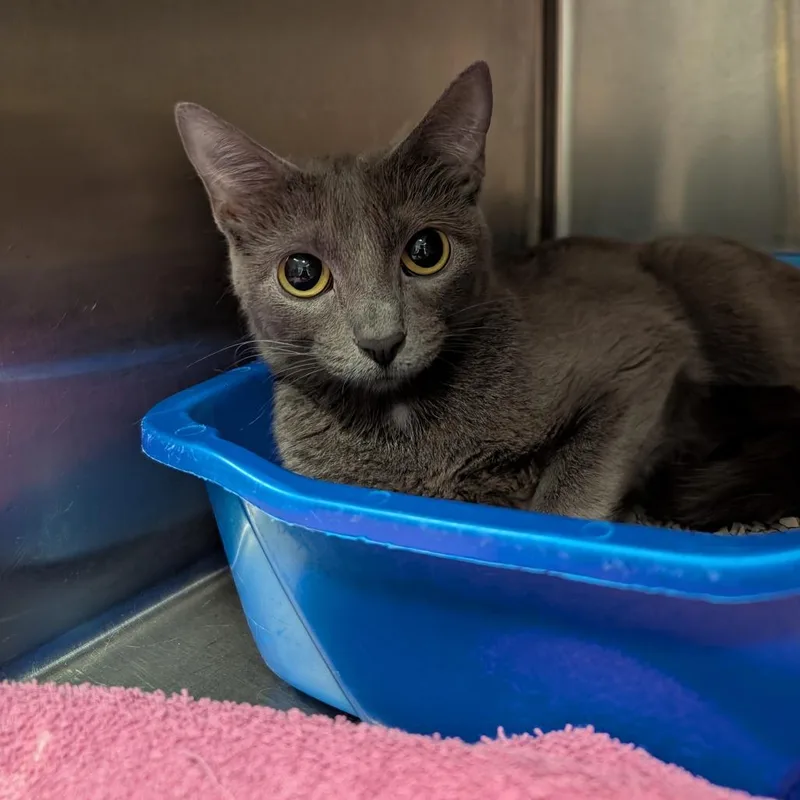 An adult medium-sized female Gray / Blue / Silver Domestic Short Hair cat named Emily for adoption in Springfield, IL