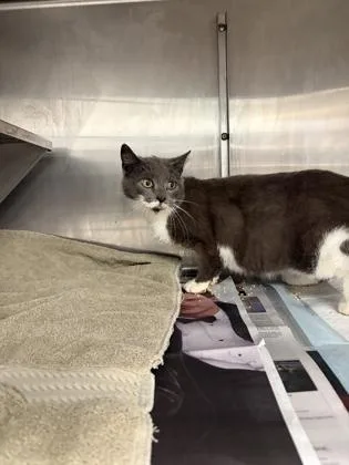 An adult medium-sized female Domestic Short Hair cat named Attachment Issues for adoption in West Chester, PA