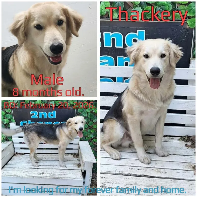 A young medium-sized male White / Cream Golden Retriever dog named Thackery for adoption in Boaz, AL