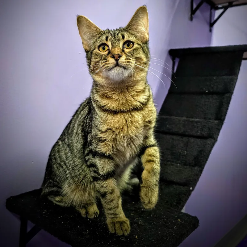 A young medium-sized male Tabby (Brown / Chocolate) Tabby cat named Byron for adoption in Greensburg, PA