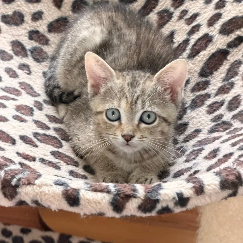 A baby small-sized female Brown / Chocolate Domestic Short Hair cat named Olga for adoption in Jupiter, FL