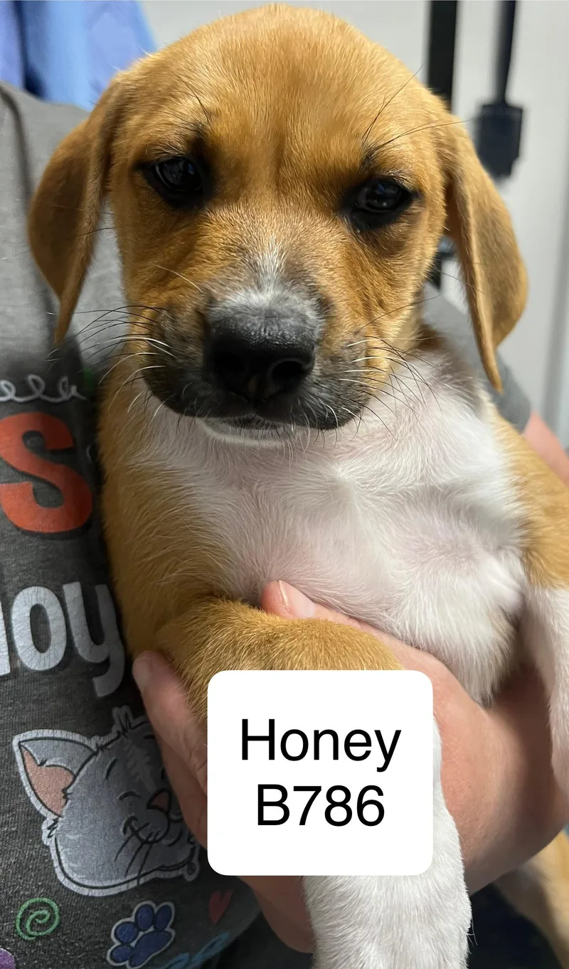 An adult small-sized female Brown / Chocolate Labrador Retriever dog named Honey for adoption in Morganton, NC