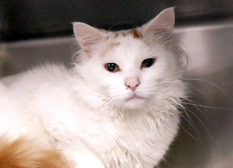 A young medium-sized male White Domestic Long Hair cat named Peabo for adoption in Kansas City, KS