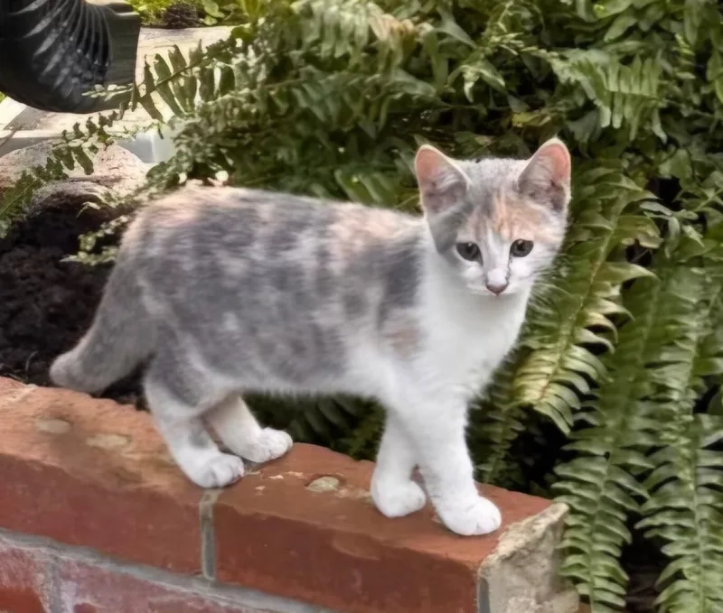 A baby small-sized female Domestic Short Hair cat named Sadie for adoption in Clayton, NC