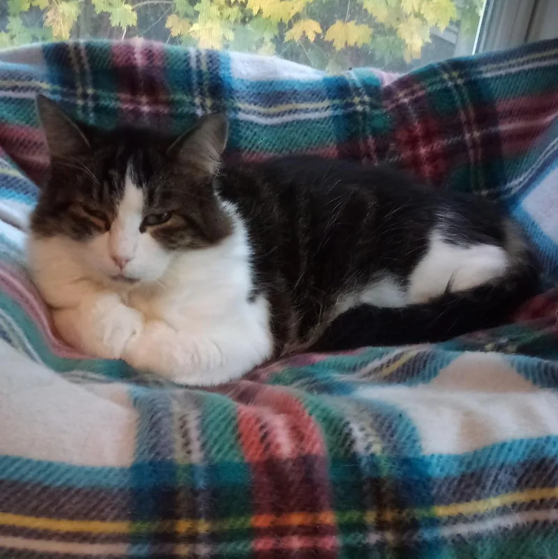 Hazelnut thumbnail 2