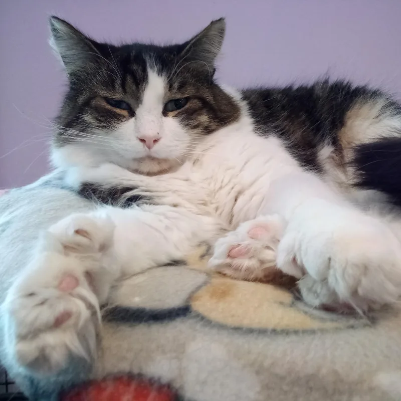 Hazelnut thumbnail 3