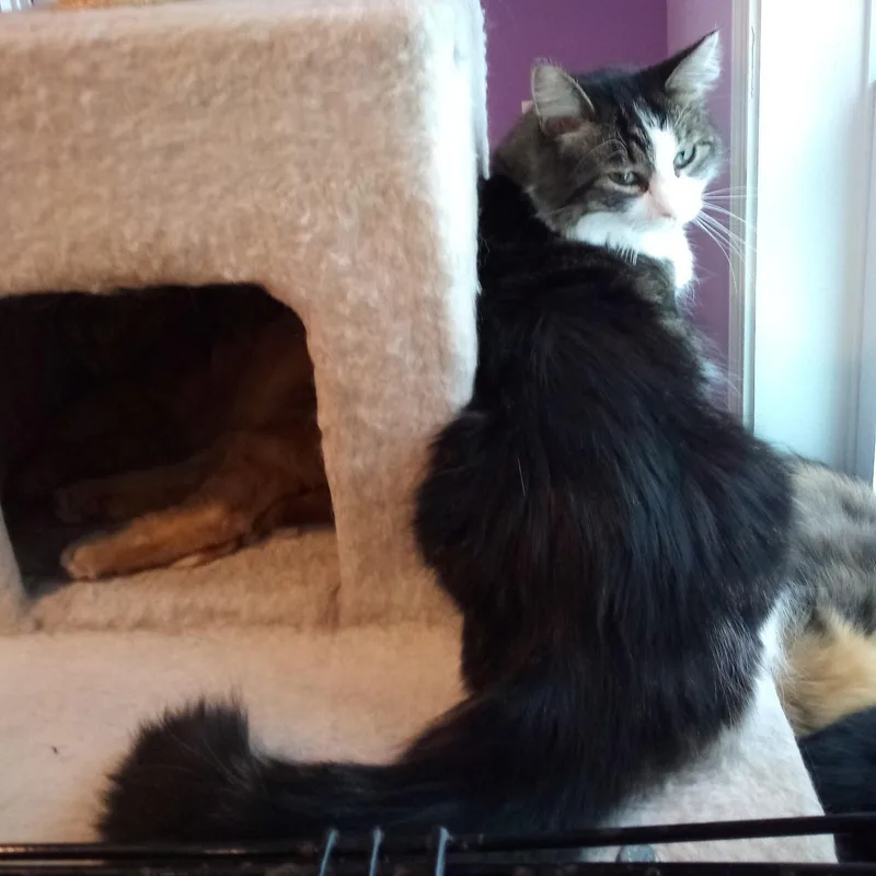 Hazelnut thumbnail 6