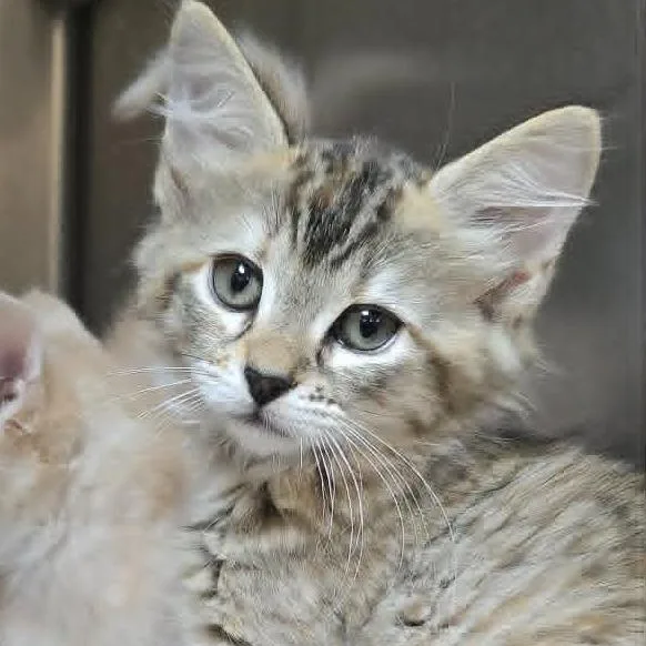 A baby medium-sized female Black Domestic Medium Hair cat named Cindy for adoption in Orange, VA