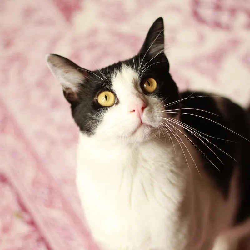 A young small-sized male Black Domestic Short Hair cat named Benson for adoption in Richmond, KY