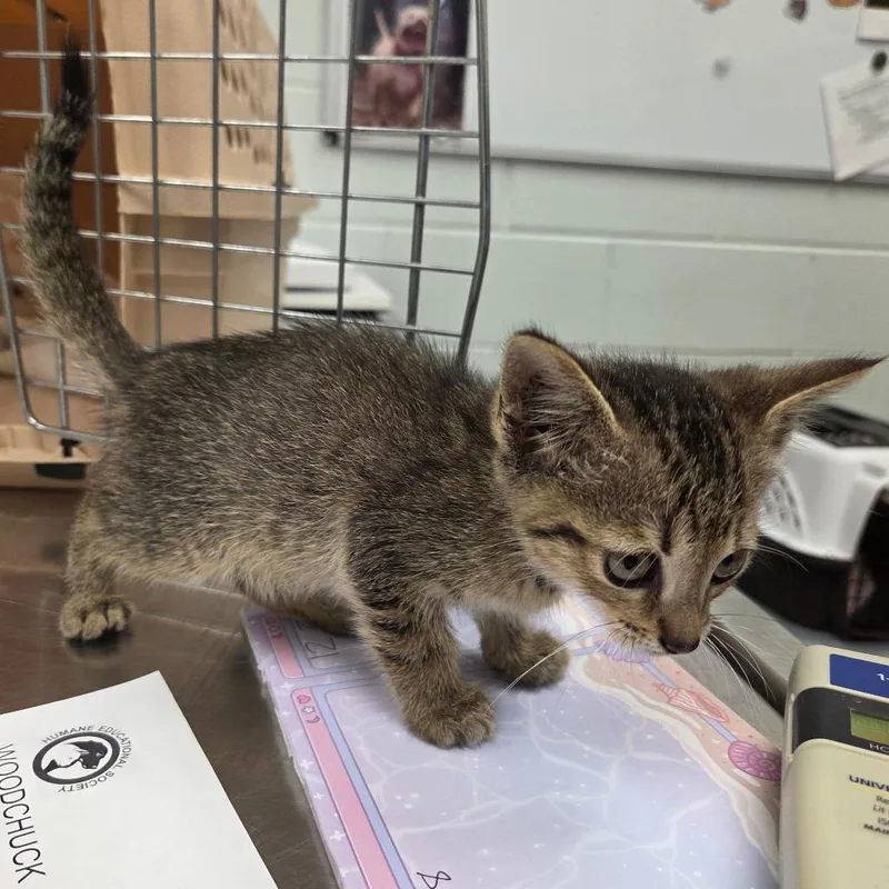 A baby small-sized female Brown / Chocolate Domestic Short Hair cat named Sparrow for adoption in Chattanooga, TN