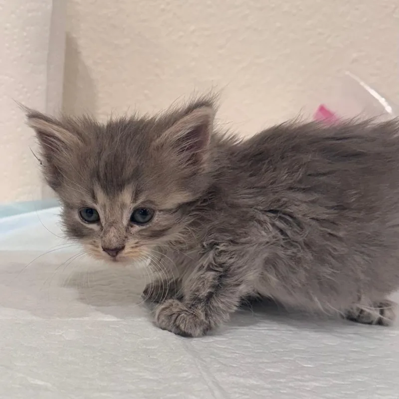 A baby small-sized female Gray / Blue / Silver Domestic Medium Hair cat named Briar for adoption in San Antonio, TX