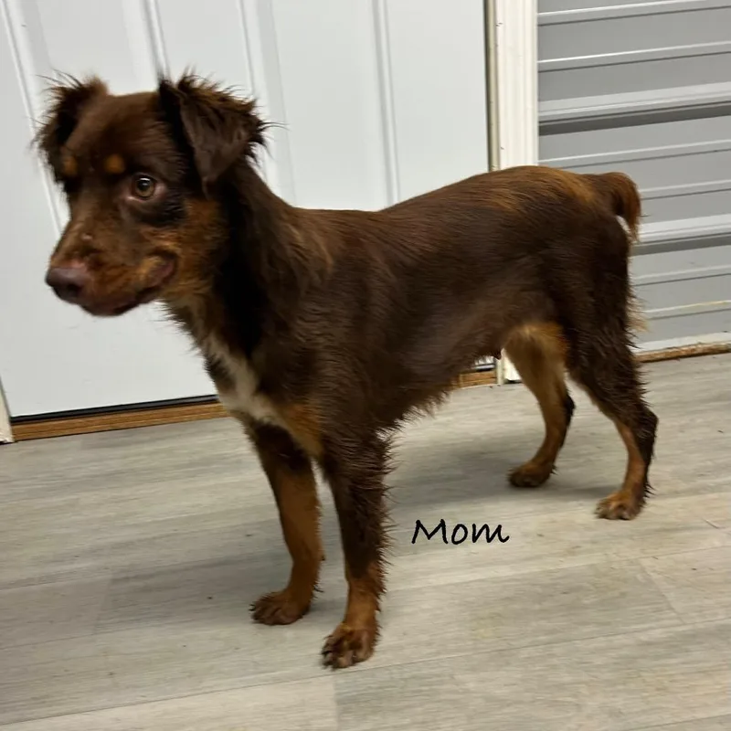 A young medium-sized female Brown / Chocolate Australian Shepherd dog named Brownie for adoption in Princeton, KY