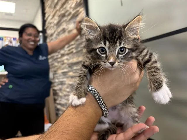 A baby small-sized female Domestic Medium Hair cat named Zebra for adoption in Garland, TX