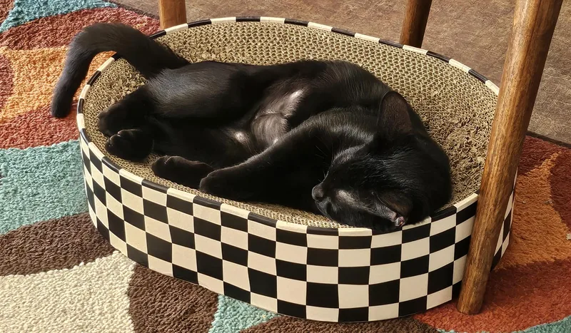 A baby small-sized female Black Domestic Short Hair cat named Wednesday for adoption in Burbank, CA