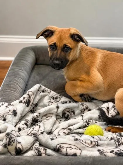 A baby small-sized male German Shepherd Dog dog named Vanguard for adoption in New Orleans, LA