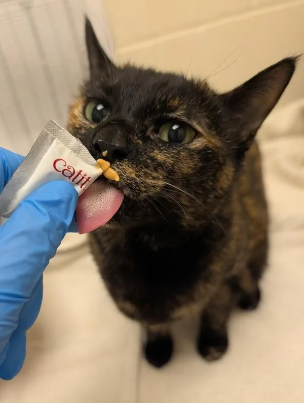 A senior small-sized female Domestic Short Hair cat named Muffy for adoption in Santa Rosa, CA