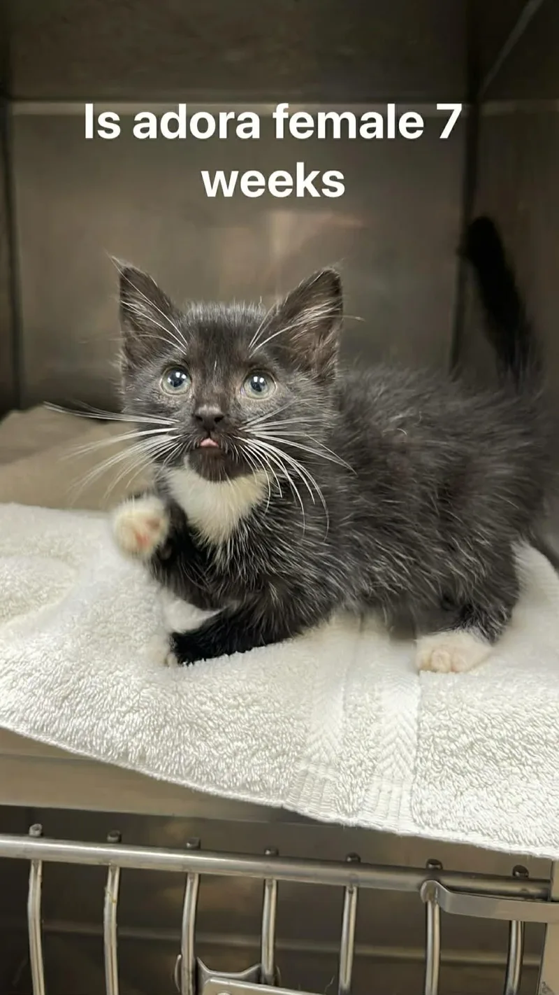 A baby medium-sized female Black & White / Tuxedo Domestic Medium Hair cat named Isadora for adoption in Fort Payne, AL