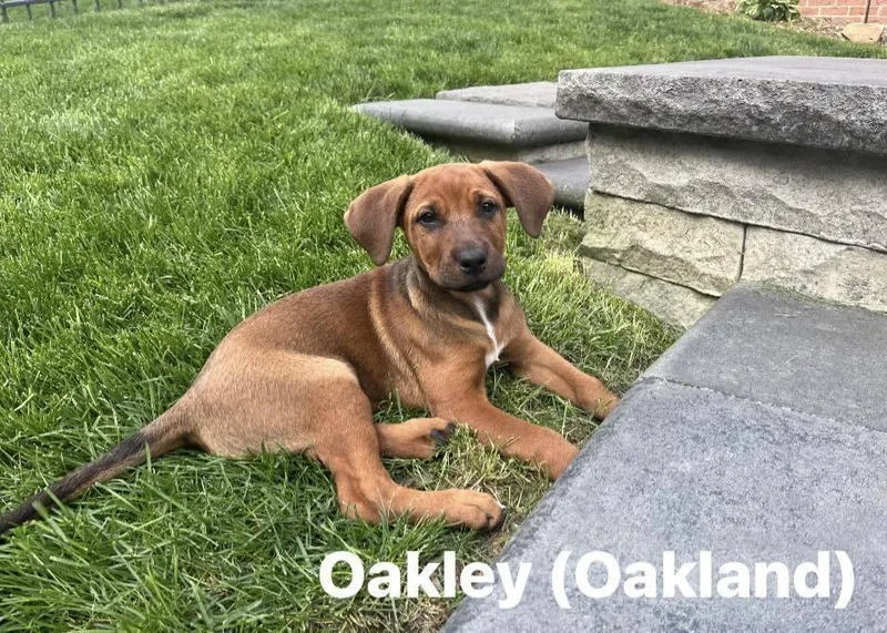 A baby large-sized female Labrador Retriever dog named Oakley for adoption in Irwin, PA