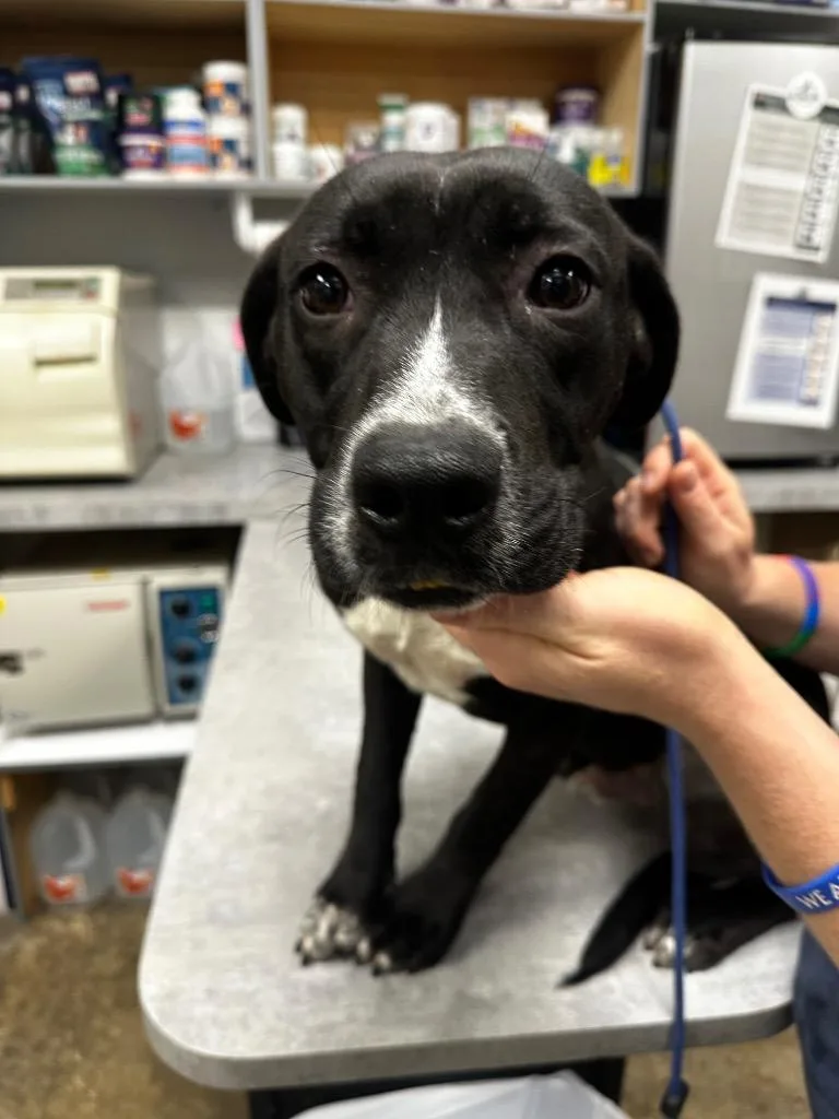 A baby medium-sized male Mixed Breed dog named Chip for adoption in Jonesboro, AR