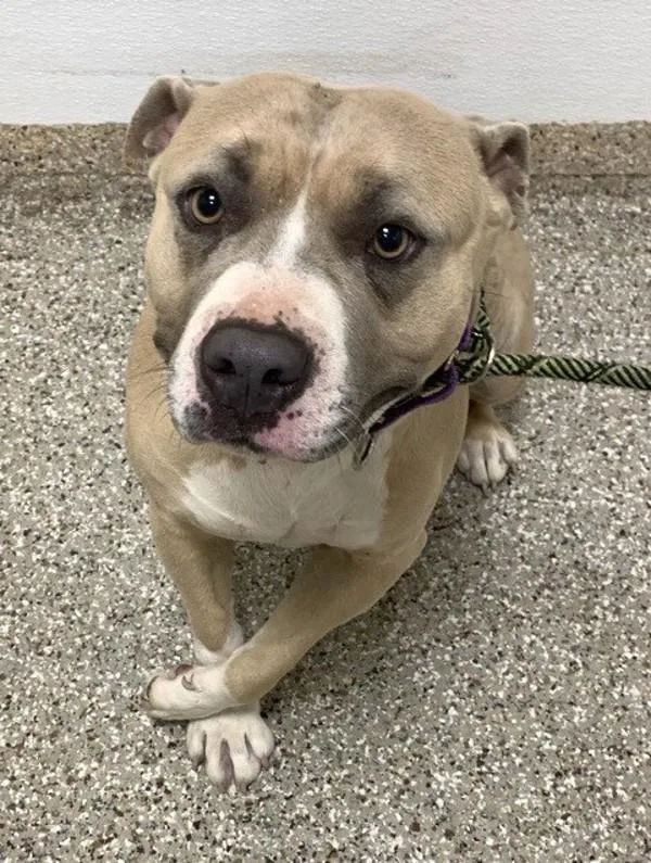 An adult large-sized female Pit Bull Terrier dog named Auntie Viv for adoption in Vancouver, WA