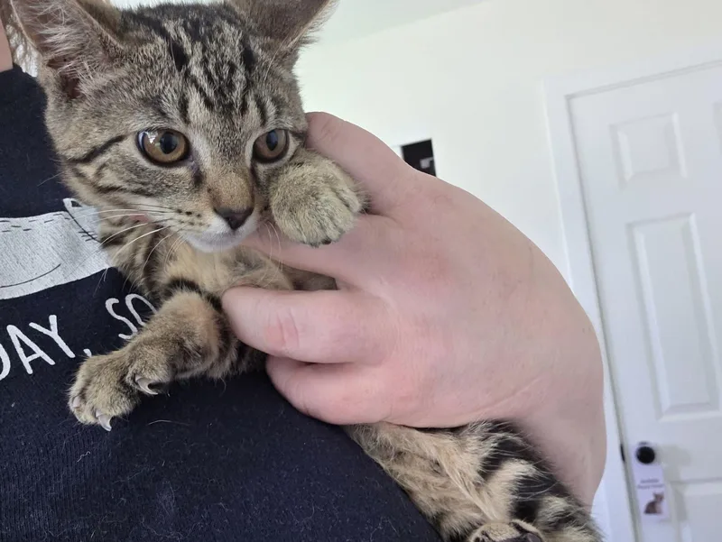 A baby small-sized male Tabby (Leopard / Spotted) Domestic Short Hair cat named Black Bart for adoption in Canal Winchester, OH