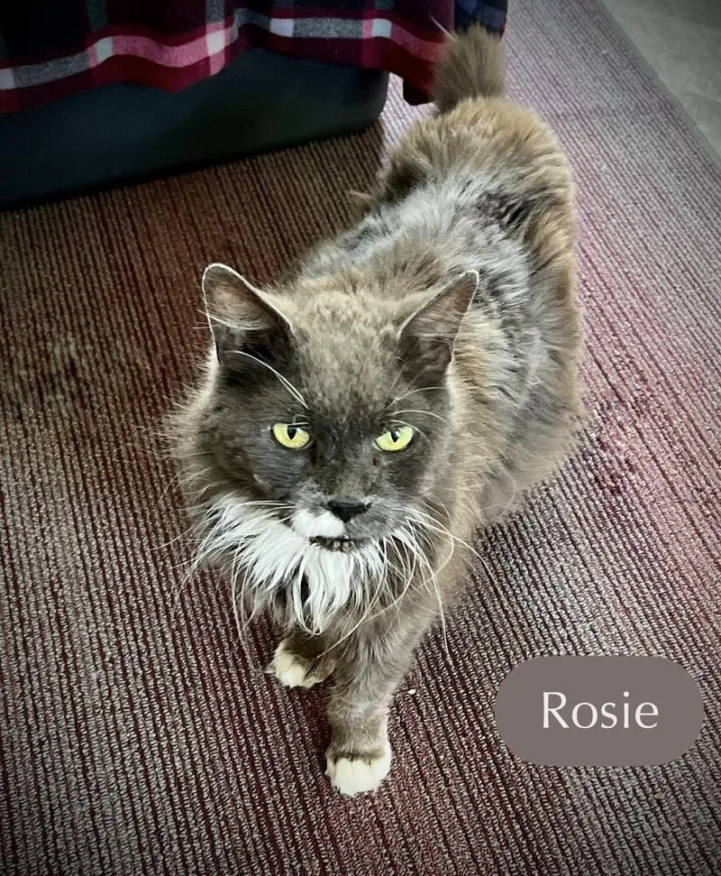 A senior medium-sized female Black & White / Tuxedo Domestic Short Hair cat named Rosie for adoption in Chalfont, PA