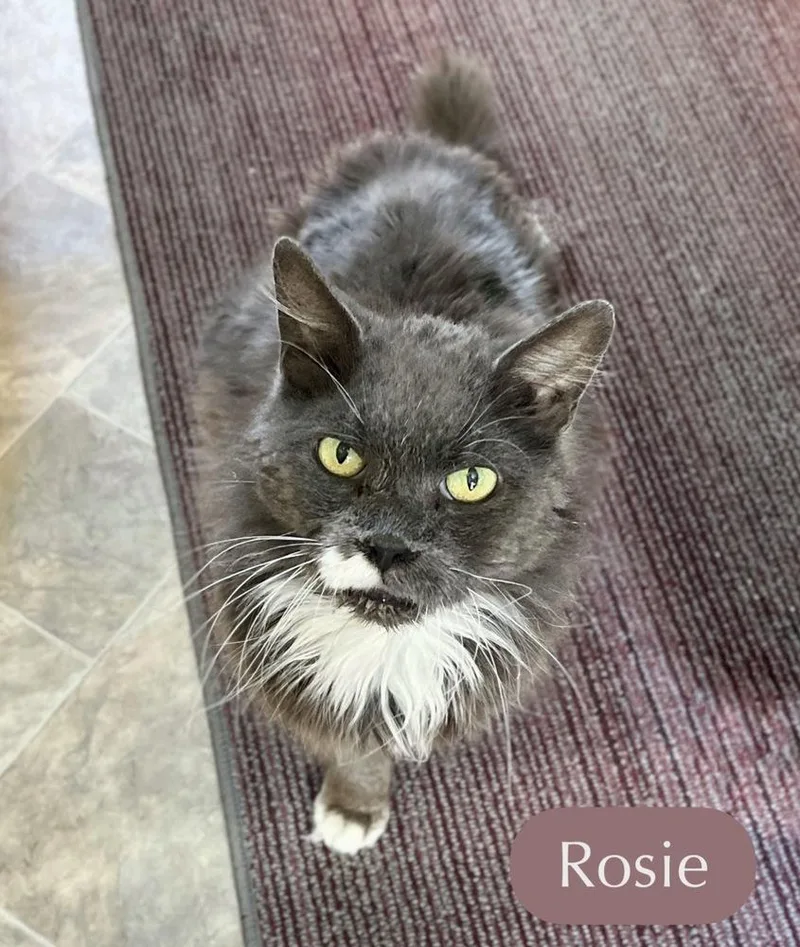 Rosie thumbnail 2
