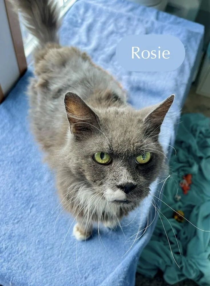 Rosie thumbnail 3