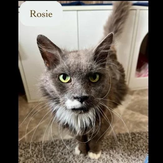 Rosie thumbnail 5
