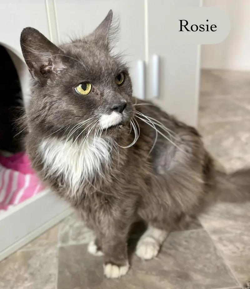 Rosie thumbnail 6