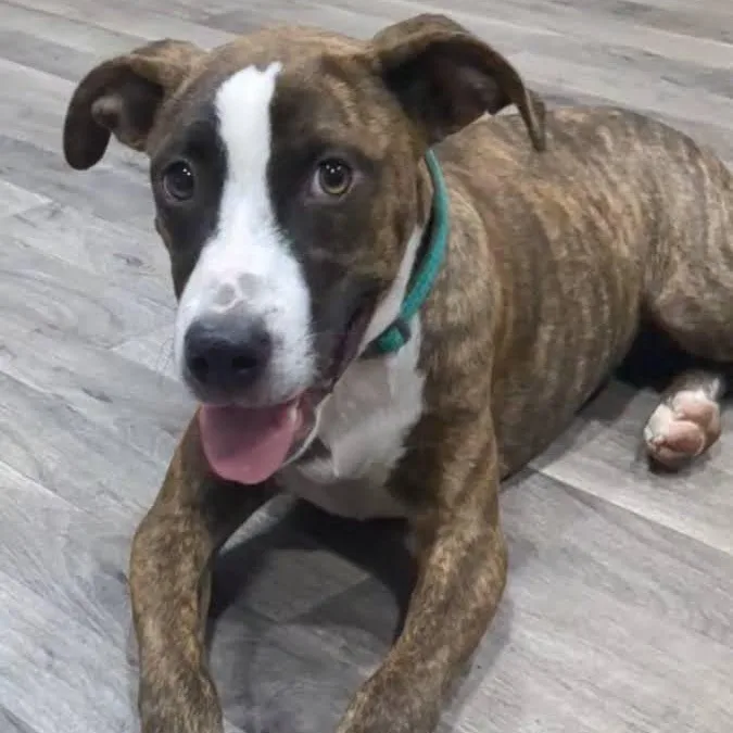 A young medium-sized female Brindle Mixed Breed dog named Maple for adoption in Chicopee, MA