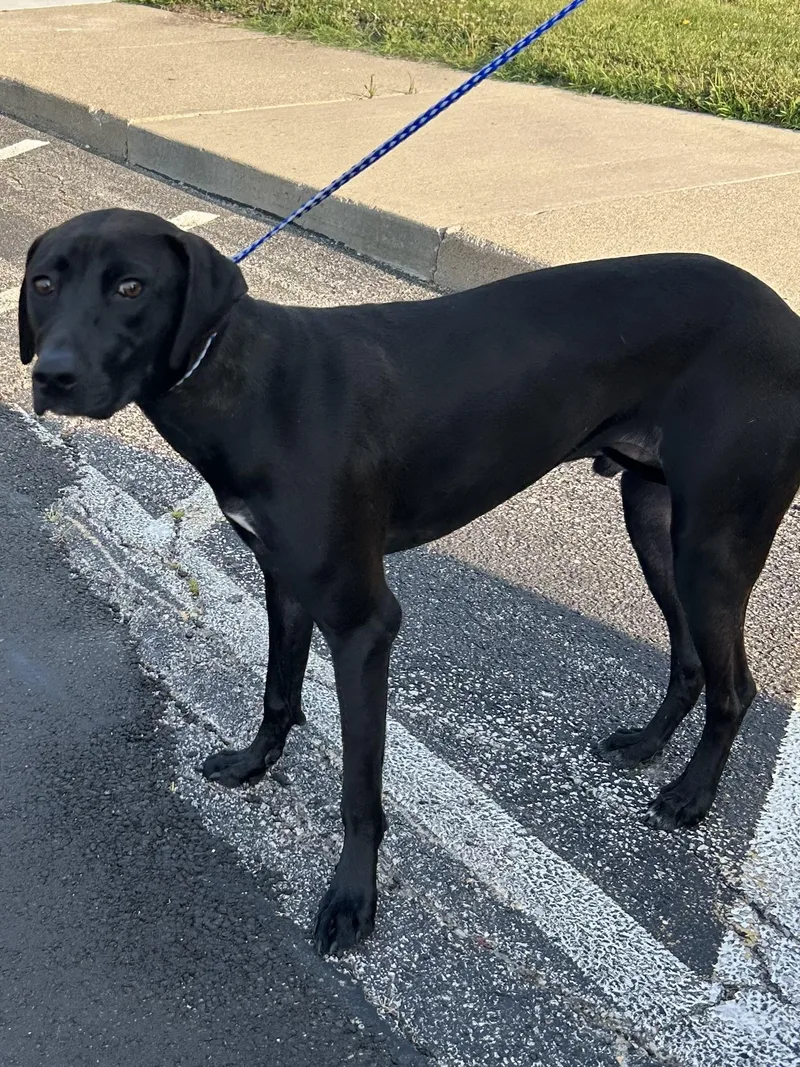A young medium-sized male Pointer dog named Maddox for adoption in Rossford, OH