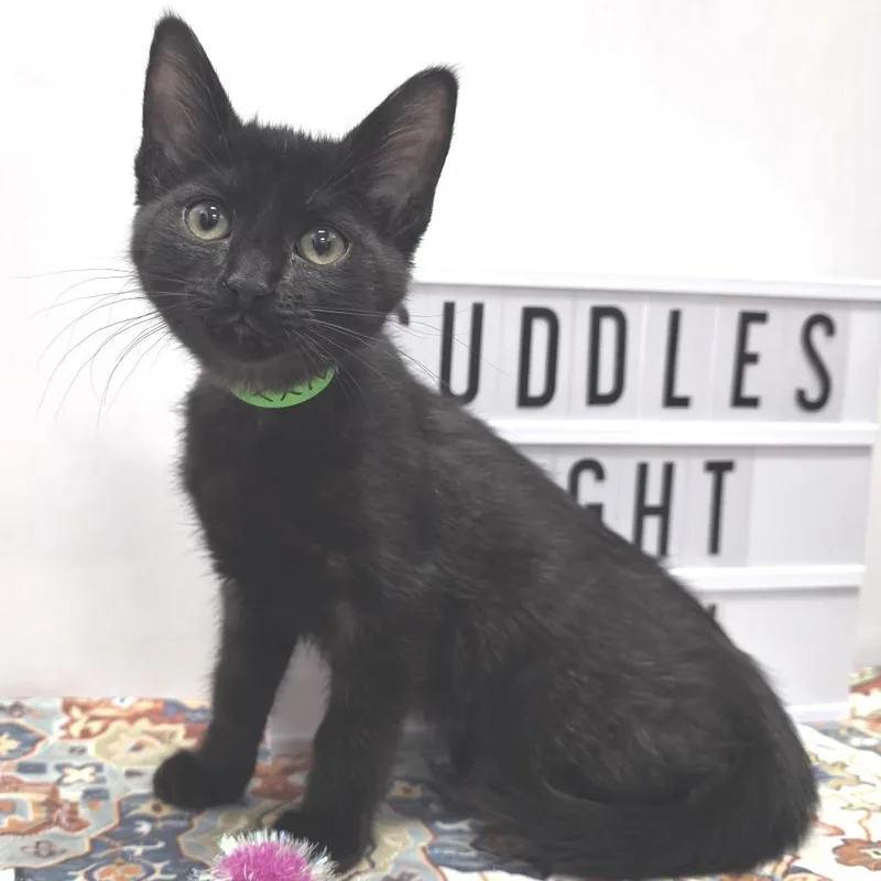 A baby small-sized female Black Domestic Short Hair cat named Nyx for adoption in Fort Wayne, IN