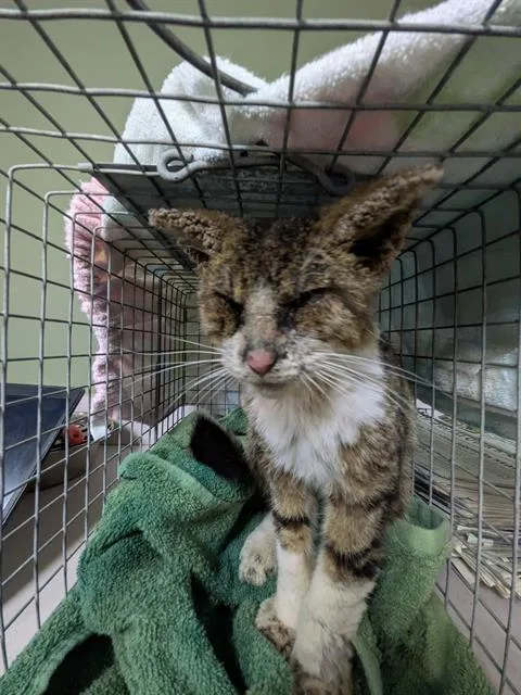 A young medium-sized female Domestic Short Hair cat named Anna for adoption in Jacksonville, FL