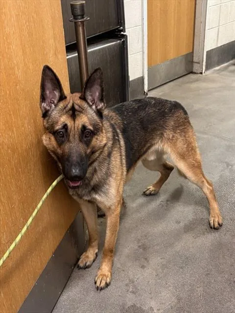 A young large-sized male German Shepherd Dog dog named Chase for adoption in Upper Marlboro, MD