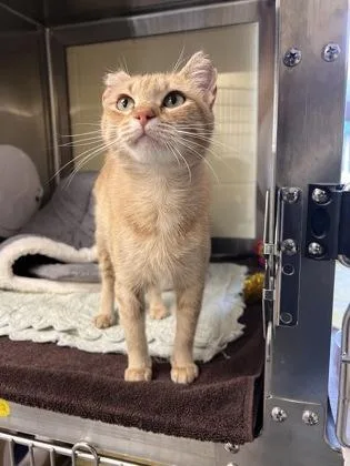 Celine Meown thumbnail 2