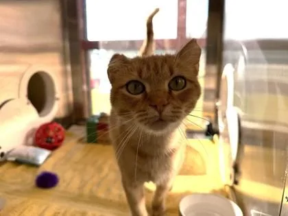 Celine Meown thumbnail 3