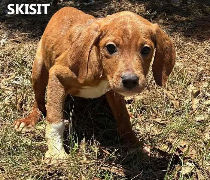A baby medium-sized female Red / Chestnut / Orange Hound dog named Skisit for adoption in Washington, GA