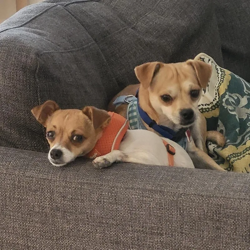 Mocha & Mojo