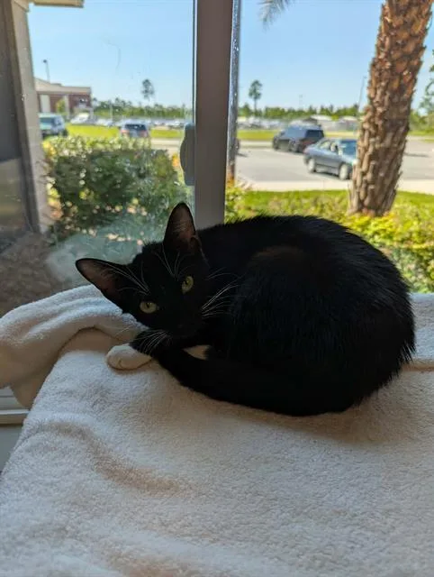 A young small-sized female Domestic Short Hair cat named Mercury for adoption in Brunswick, GA