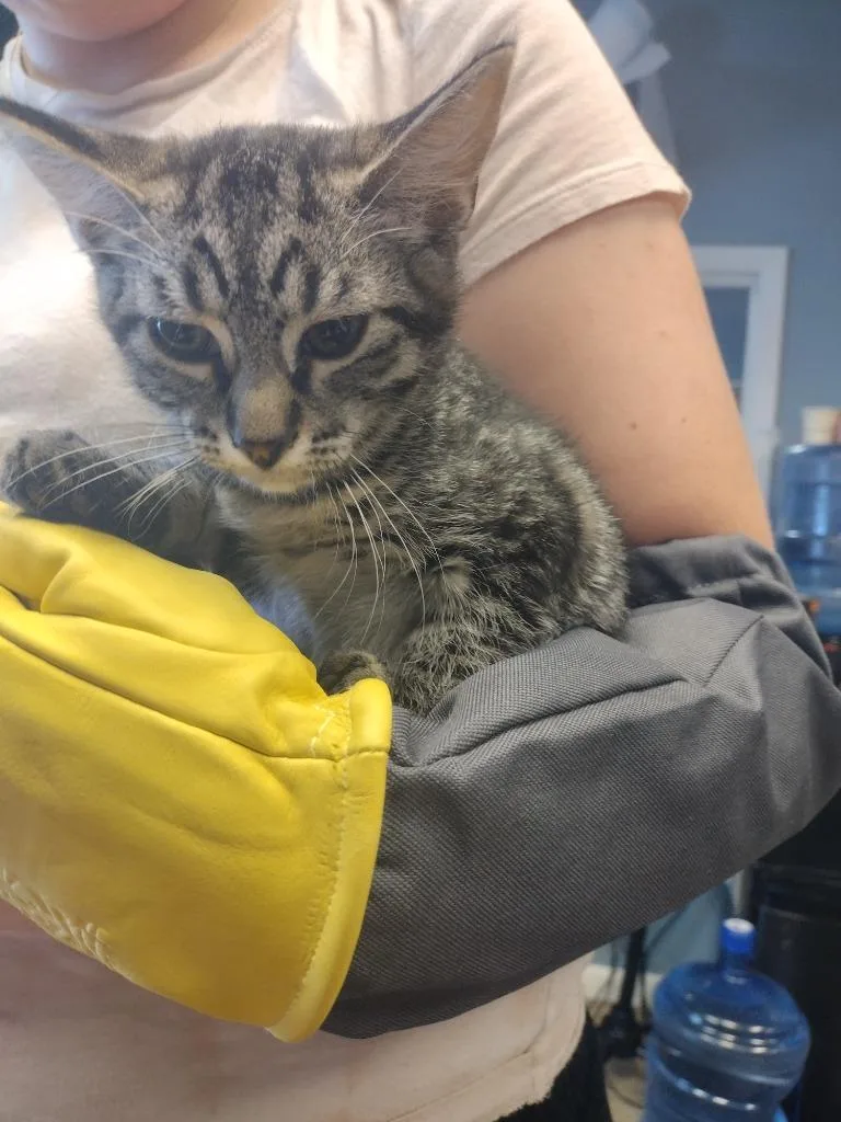 An adult medium-sized female Domestic Short Hair cat named Houdini for adoption in LIberty, NY