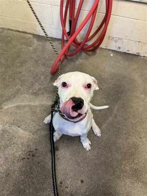 A young small-sized male Pit Bull Terrier dog named Pennywise for adoption in Sacramento, CA