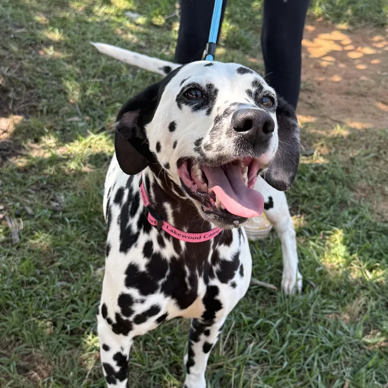 An adult medium-sized female Black Dalmatian dog named Minnie for adoption in Columbia, SC