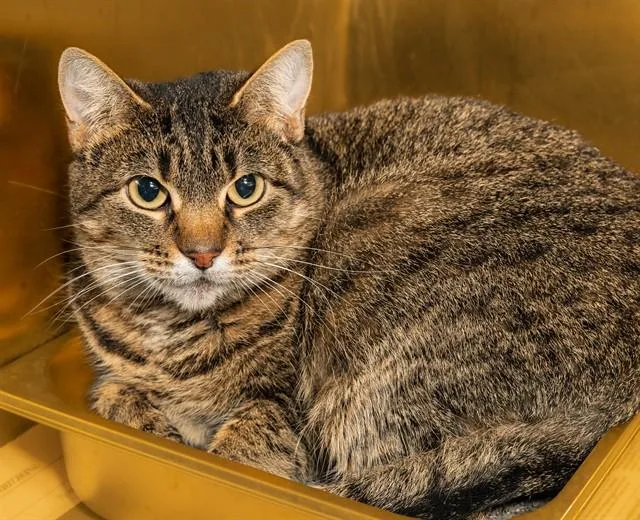 An adult medium-sized female Domestic Short Hair cat named Hamsterella for adoption in Cookeville, TN